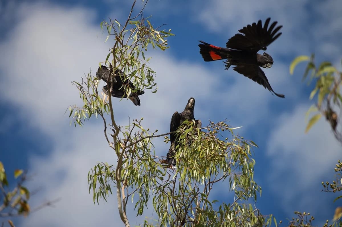 Black cockatoos in the Top End — wildlife photography