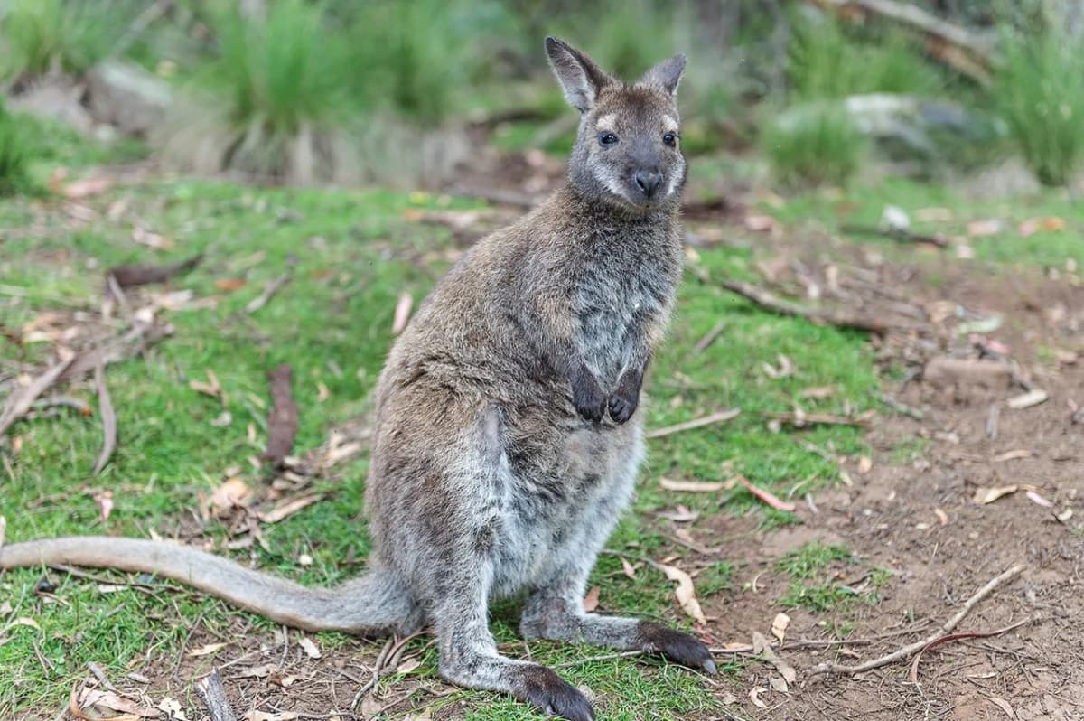 Wallaby in the NT bush — nature photography by Sandla Studios